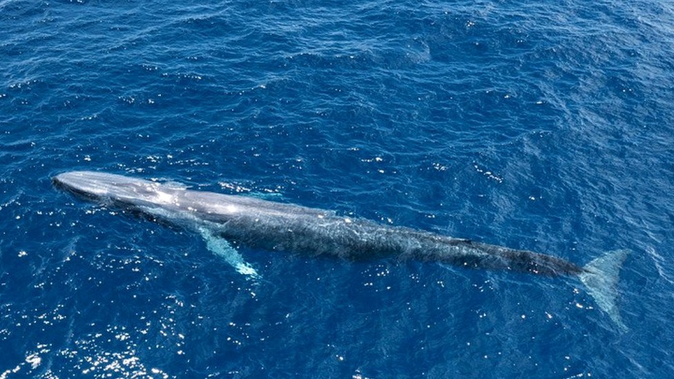 Whale Havens