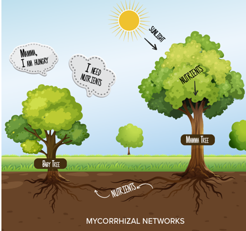 Wood Wide Web Nutrient Exchange